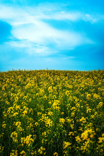 金黄油菜花田