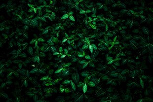 翠绿繁茂的植物叶片