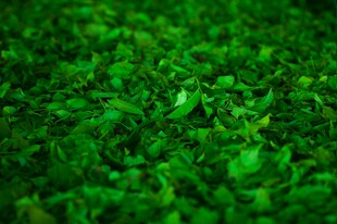 翠绿繁茂的鲜嫩植物
