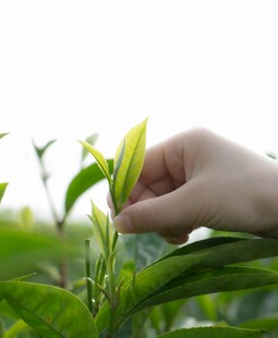 手摘鲜嫩茶叶
