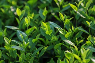 嫩绿清新的蓬勃植物