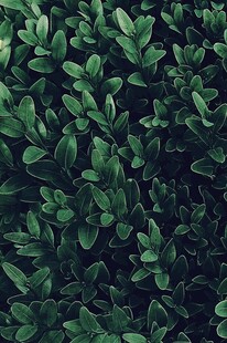 翠绿繁茂的叶片植物景观