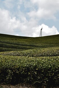 绿色茶园中的风力发电机