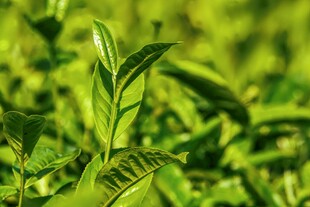 嫩绿茶芽生机盎然