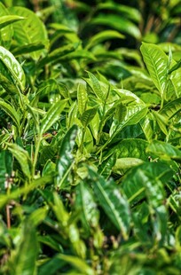 嫩绿茶叶特写