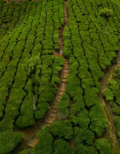 航拍整齐的绿色茶园景观