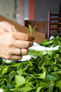 手工采摘鲜嫩茶叶