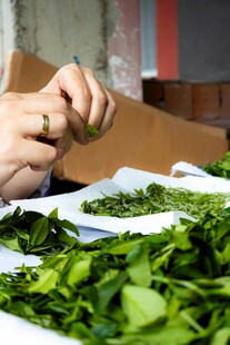 手工筛选鲜嫩茶叶