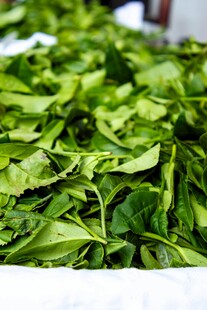 新鲜嫩绿的茶叶