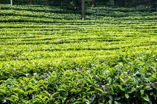 翠绿茶园风光如画
