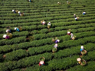茶园劳作景象