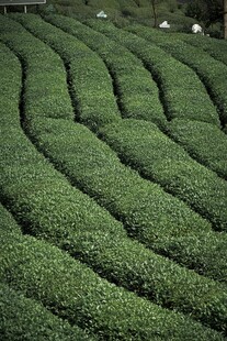 整齐茶园景致