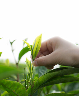 手摘嫩绿茶叶瞬间