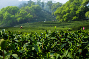 翠绿茶园风光