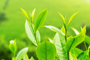嫩绿茶树生机勃勃