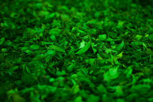 翠绿繁茂的清新植物景观