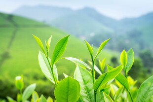 嫩绿茶叶