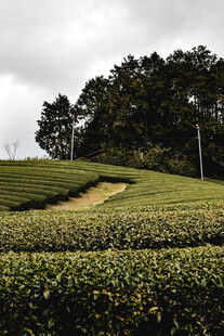山间茶园风景