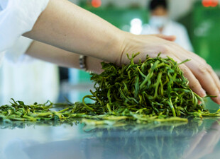 手工采摘新鲜嫩绿茶叶