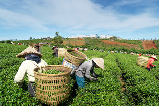 茶园里的采茶劳作场景