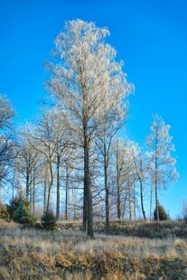 冬日银树蓝天美景