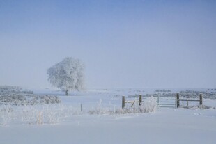 冬日雪景中的孤树与围栏