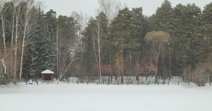 冬日雪林静谧景象