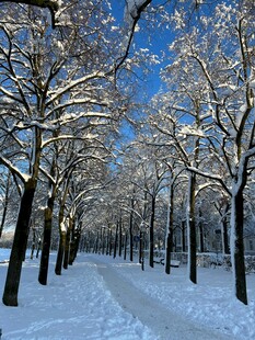 冬日雪覆林间小道