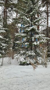 冬日雪景中的茂密松林