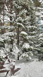 雪覆松林间的静谧景致