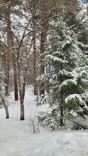 冬日雪覆松林美景