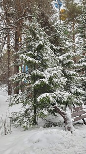 雪覆松树的冬日静谧景致