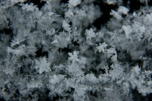 银霜覆盖的繁茂枝叶