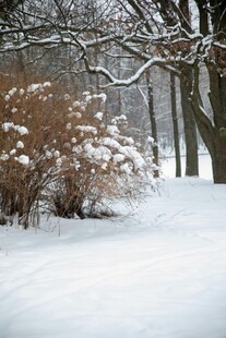 冬日雪覆树林景致