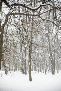 冬日雪覆树林美景