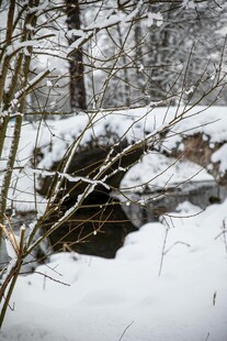 冬日雪景中的溪边树林