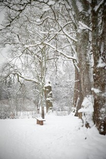 冬日雪景中的静谧树林