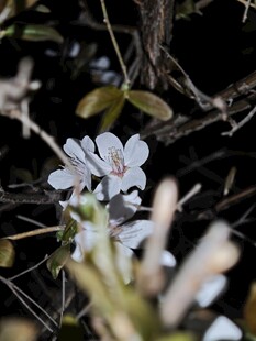 白色小花绽放于枝叶间