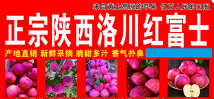 正宗陕西洛川红富士苹果