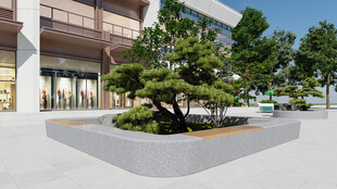 城市广场中的精致景观松