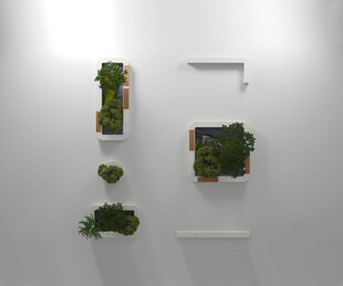 墙上绿植装饰架展示