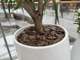 白色花盆中的精致小盆栽