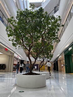 商场内的繁茂绿植景观