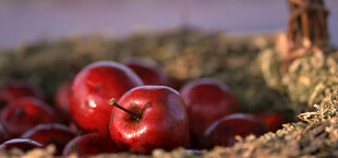红苹果