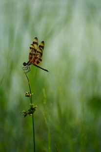 草尖上的蜻蜓