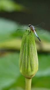 蜻蜓停驻于荷苞之上