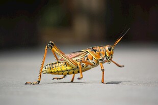 多彩蝗虫特写