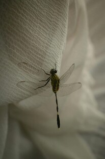 绿蜻蜓停于白色织物上