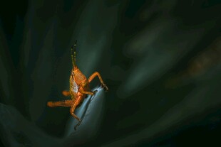 微距下的橙色小蜘蛛