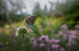 蝴蝶停驻于花草间